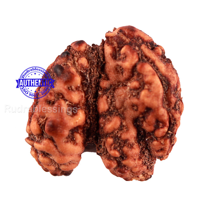 Trijudi Rudraksha from Indonesia Bead No. 48