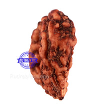 Load image into Gallery viewer, Trijudi Rudraksha from Indonesia Bead No. 48
