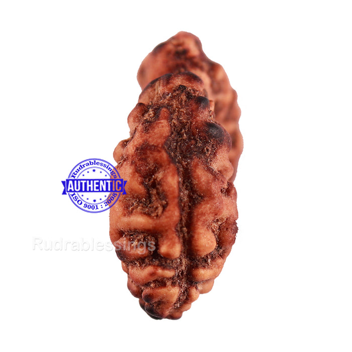 Trijudi Rudraksha from Indonesia Bead No. 48