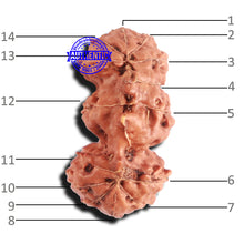 Load image into Gallery viewer, Trijudi Rudraksha from Indonesia Bead No. - 50
