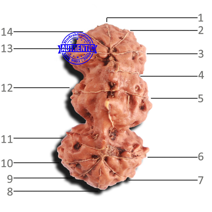 Trijudi Rudraksha from Indonesia Bead No. - 50