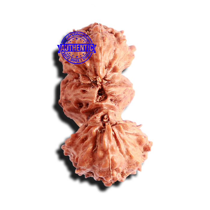 Trijudi Rudraksha from Indonesia Bead No. - 50