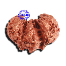 Load image into Gallery viewer, Trijudi Rudraksha from Indonesia Bead No. - 50
