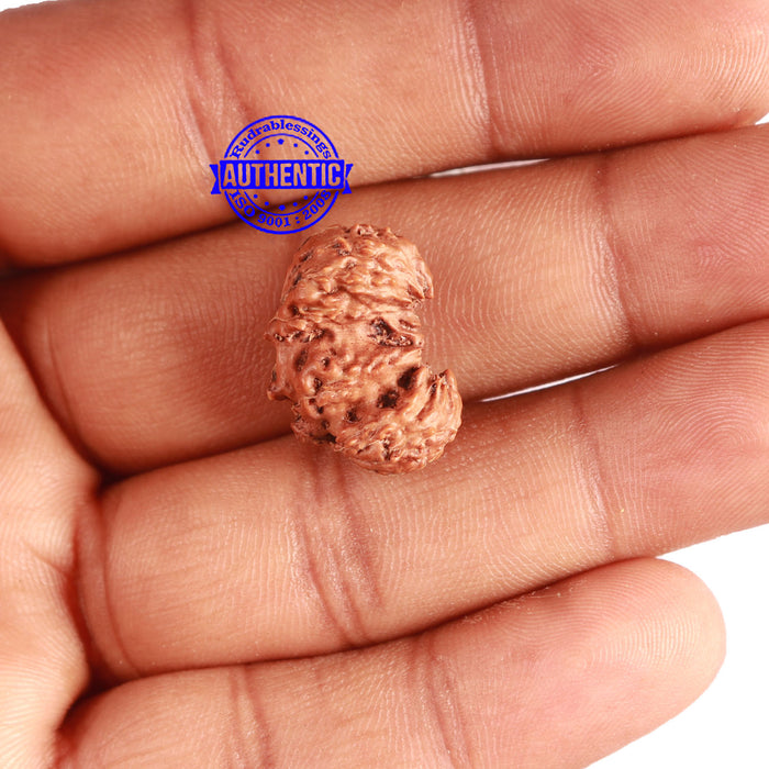 Trijudi Rudraksha from Indonesia Bead No. - 50