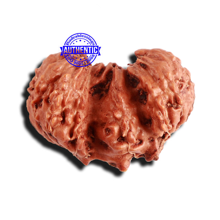 Trijudi Rudraksha from Indonesia Bead No. - 50