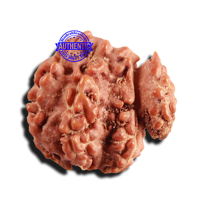 Trijudi Rudraksha from Indonesia Bead No. - 51