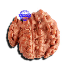 Load image into Gallery viewer, Trijudi Rudraksha from Indonesia Bead No. - 51
