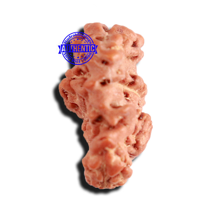 Trijudi Rudraksha from Indonesia Bead No. - 51