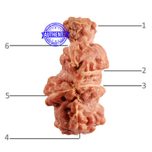 Load image into Gallery viewer, Trijudi Rudraksha from Indonesia Bead No. - 51

