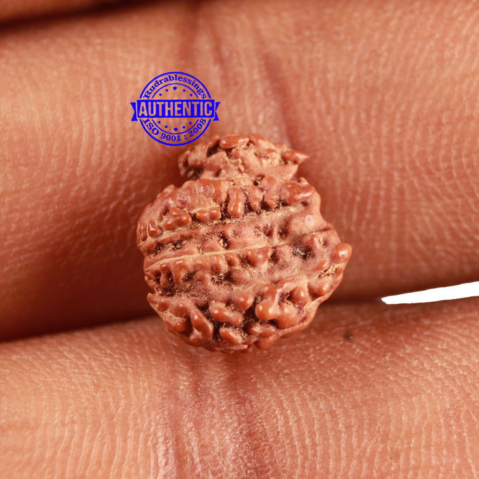 Trijudi Rudraksha from Indonesia Bead No. - 51