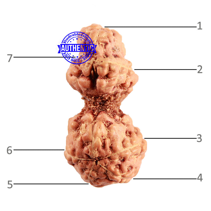 Trijudi Rudraksha from Indonesia Bead No. - 52