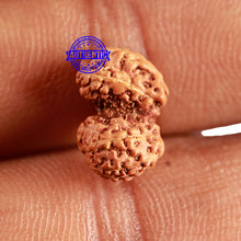 Load image into Gallery viewer, Trijudi Rudraksha from Indonesia Bead No. - 52
