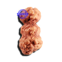 Load image into Gallery viewer, Trijudi Rudraksha from Indonesia Bead No. - 53
