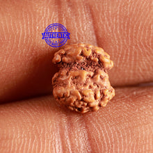 Load image into Gallery viewer, Trijudi Rudraksha from Indonesia Bead No. - 53
