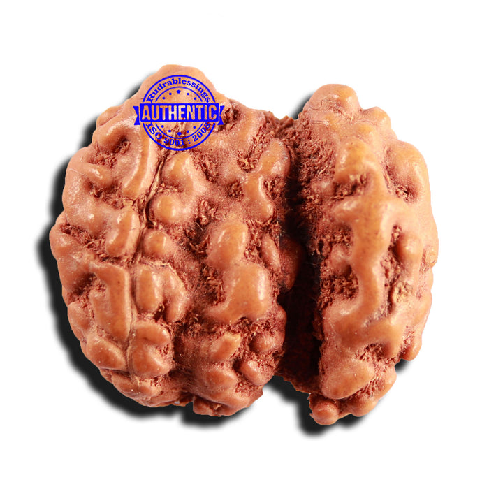 Trijudi Rudraksha from Indonesia Bead No. - 53