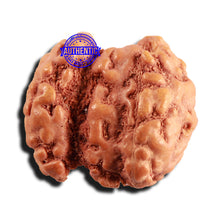 Load image into Gallery viewer, Trijudi Rudraksha from Indonesia Bead No. - 53
