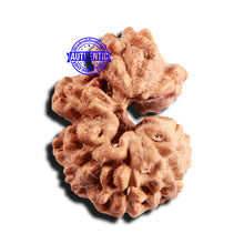 Load image into Gallery viewer, Trijudi Rudraksha from Indonesia Bead No. - 54

