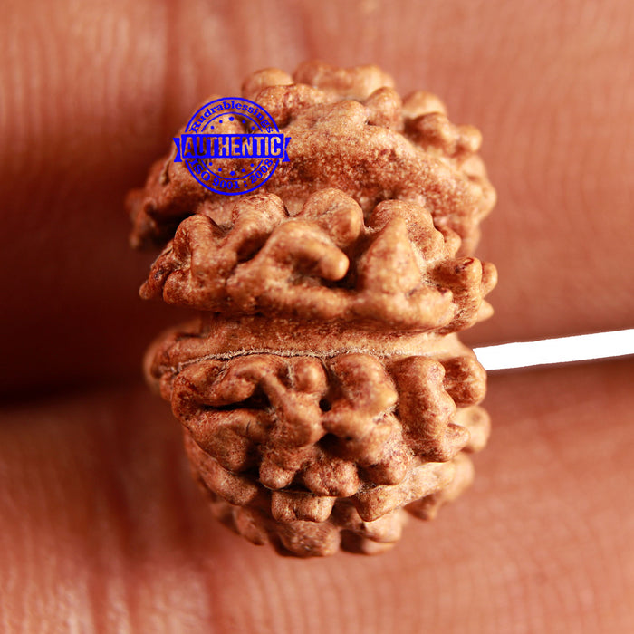 Trijudi Rudraksha from Indonesia Bead No. - 54