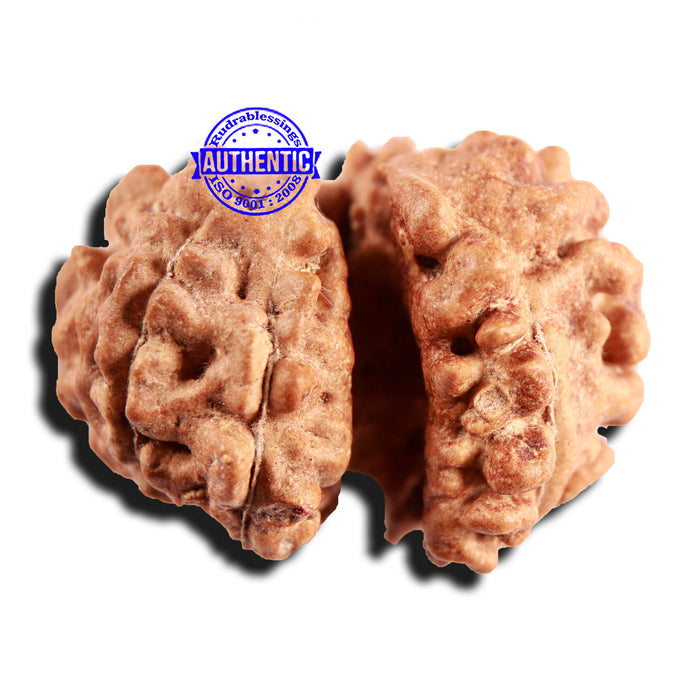 Trijudi Rudraksha from Indonesia Bead No. - 54