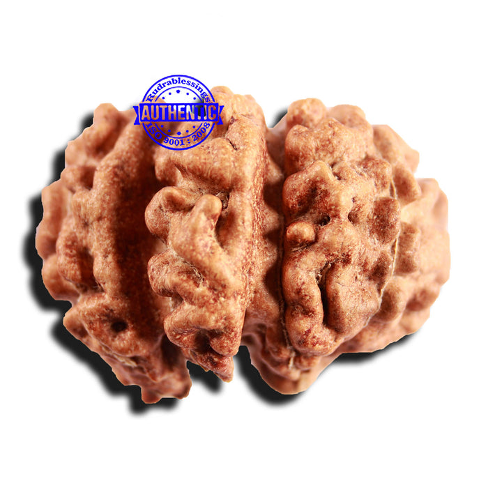 Trijudi Rudraksha from Indonesia Bead No. - 54