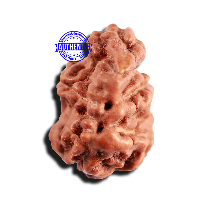 Trijudi Rudraksha from Indonesia Bead No. - 55