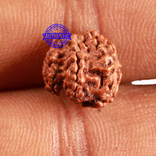 Load image into Gallery viewer, Trijudi Rudraksha from Indonesia Bead No. - 55
