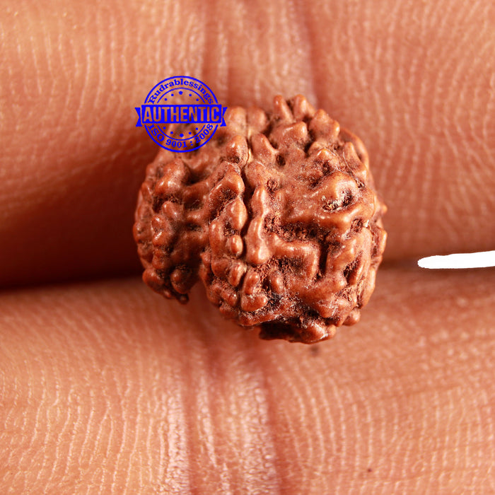 Trijudi Rudraksha from Indonesia Bead No. - 55