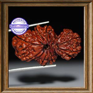 11 Mukhi Trijudi Rudraksha from Nepal - Bead No. 12