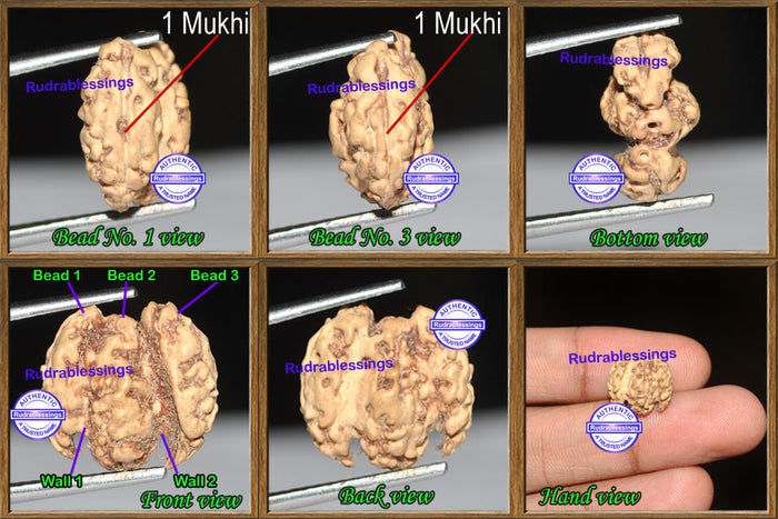Trijudi Rudraksha from Indonesia - Bead No. 13