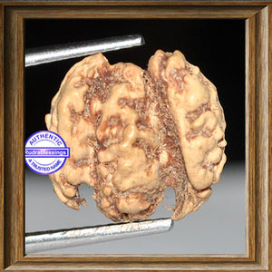 Trijudi Rudraksha from Indonesia - Bead No. 13