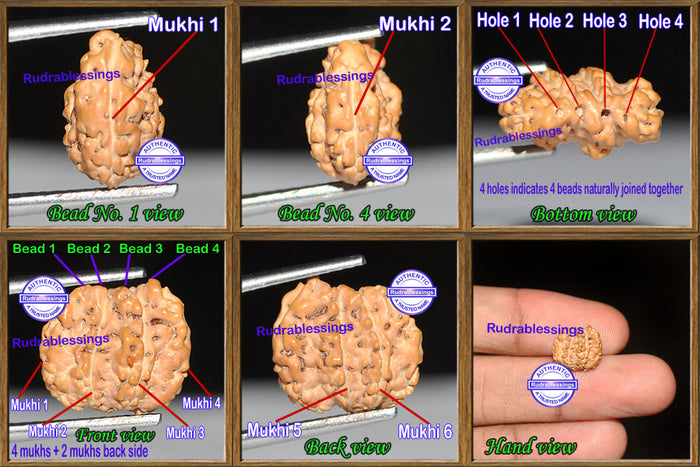 Trijudi Savar Rudraksha from Indonesia - Bead No. 14