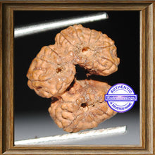 Load image into Gallery viewer, Trijudi Rudraksha from Indonesia - Bead No. 10
