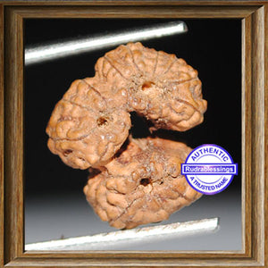 Trijudi Rudraksha from Indonesia - Bead No. 10