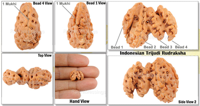 Trijudi Savar Rudraksha from Indonesia - Bead No. 21