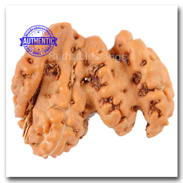 Trijudi Savar Rudraksha from Indonesia - Bead No. 21