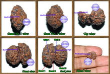 Load image into Gallery viewer, Trijudi Rudraksha from Indonesia - Bead No. 17
