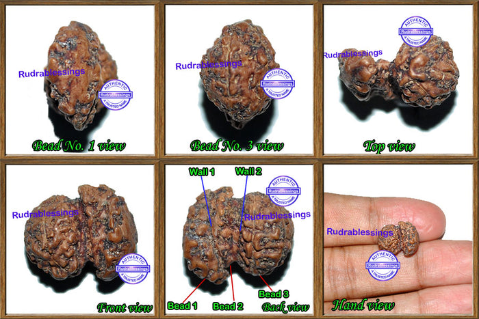 Trijudi Rudraksha from Indonesia - Bead No. 17