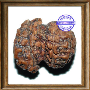 Trijudi Rudraksha from Indonesia - Bead No. 17