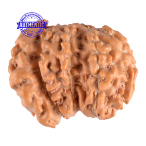 Trijudi Rudraksha from Indonesia Bead No. - 25