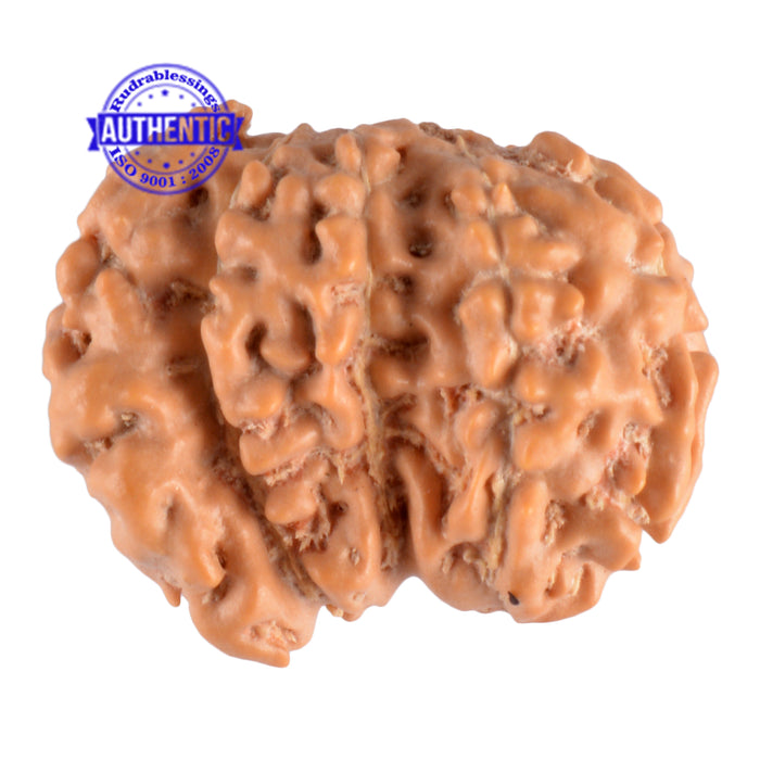 Trijudi Rudraksha from Indonesia Bead No. - 25