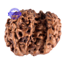 Load image into Gallery viewer, Trijudi Rudraksha from Indonesia Bead No. - 26

