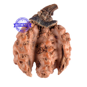 Trijudi Rudraksha from Indonesia Bead No. - 27