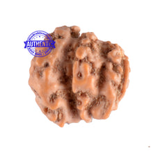 Load image into Gallery viewer, Trijudi Rudraksha from Indonesia Bead No. - 29
