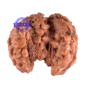 Trijudi Rudraksha from Indonesia Bead No. - 30