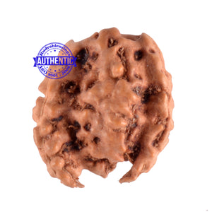 Trijudi Rudraksha from Indonesia Bead No. - 31