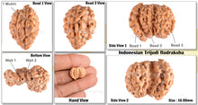 Load image into Gallery viewer, Trijudi Rudraksha from Indonesia Bead No. - 25
