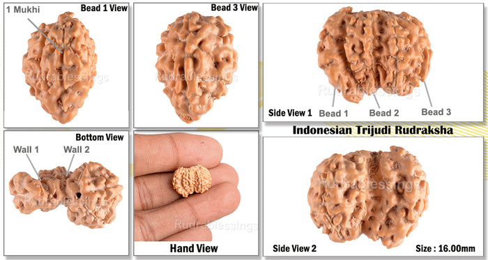 Trijudi Rudraksha from Indonesia Bead No. - 25