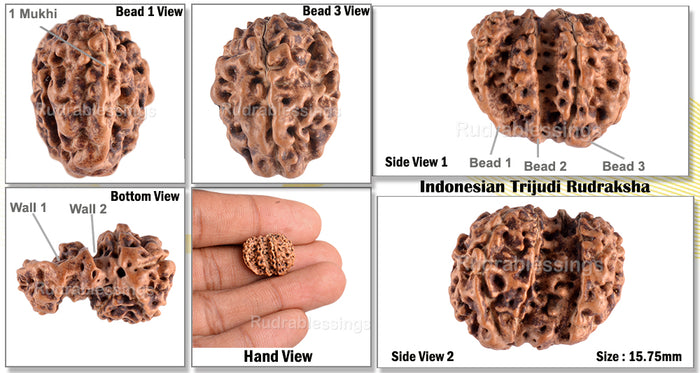 Trijudi Rudraksha from Indonesia Bead No. - 26