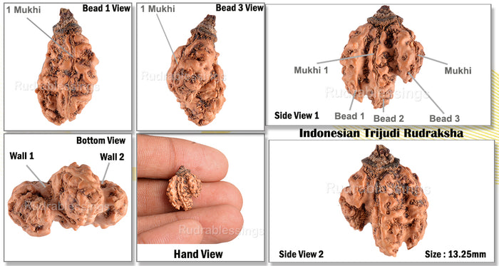 Trijudi Rudraksha from Indonesia Bead No. - 28