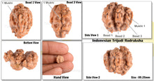 Load image into Gallery viewer, Trijudi Rudraksha from Indonesia Bead No. - 29
